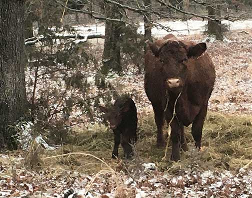 Cows Somebodys Gotta Do It MK SentFromMK Joomla